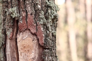 Meşe yosunu (Evernia prunastri). Yosun kaplı meşe sandık. Çatlak meşe kabuğu, yakın plan ve liken. Ağacın kuruması. Ağaç gövdesinde hasar var, detaylar. Yosun