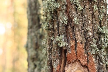 Oak moss (Evernia prunastri). Oak trunk covered with lichen. Cracked oak bark close-up and lichen. Drying of the tree. Damaged bark on the tree trunk, details. Moss clipart