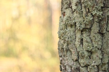 Meşe yosunu (Evernia prunastri). Yosun kaplı meşe sandık. Çatlak meşe kabuğu, yakın plan ve liken. Ağacın kuruması. Ağaç gövdesinde hasar var, detaylar. Yosun