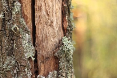 Meşe yosunu (Evernia prunastri). Yosun kaplı meşe sandık. Çatlak meşe kabuğu, yakın plan ve liken. Ağacın kuruması. Ağaç gövdesinde hasar var, detaylar. Yosun