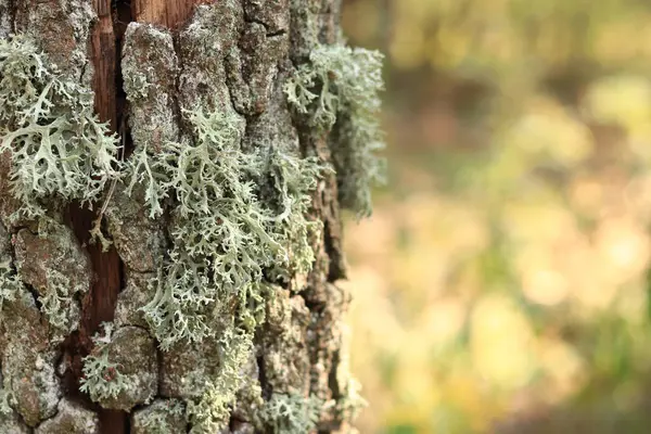 stock image Oak moss (Evernia prunastri). Oak trunk covered with lichen. Cracked oak bark close-up and lichen. Drying of the tree. Damaged bark on the tree trunk, details. Moss