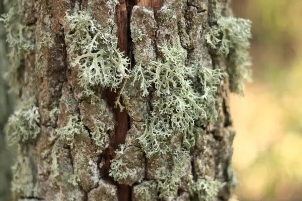 Stock image Oak moss (Evernia prunastri). Oak trunk covered with lichen. Cracked oak bark close-up and lichen. Drying of the tree. Damaged bark on the tree trunk, details. Moss