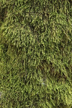 Ağacın kabuğunda yeşil yosun, detaylar. Ağaç gövdesi yosun kaplı. Doku. Vahşi yaşam. Yoğun yosunlara yakın çekim