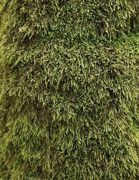 stock image Green moss on the bark of the tree, details. Tree trunk covered with moss. Texture. Wildlife. Close-up on dense moss