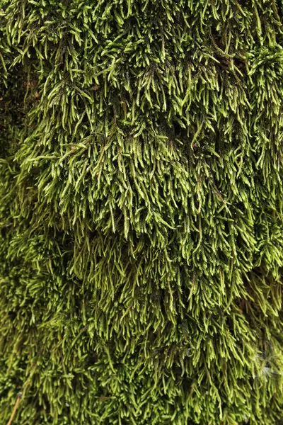 stock image Green moss on the bark of the tree, details. Tree trunk covered with moss. Texture. Wildlife. Close-up on dense moss