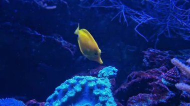 Bir akvaryumda zebrasoma alevleri. Parlak sarı renkli akvaryum balığı. Balık bir mercan resifi boyunca yüzer. Popüler akvaryum balığı. Akvaryumdaki sarı cerrah balığının yakın çekimi.