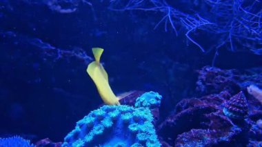 Bir akvaryumda zebrasoma alevleri. Parlak sarı renkli akvaryum balığı. Balık bir mercan resifi boyunca yüzer. Popüler akvaryum balığı. Akvaryumdaki sarı cerrah balığının yakın çekimi.
