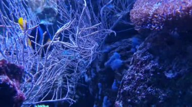 Akvaryum ve sakinleri. Balıklar su altında yüzer, akvaryumdaki bitkilere yakın çekim yaparlar. Rahatlama ve uyum videosu