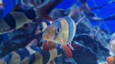 Akvaryum ve sakinleri. Balıklar su altında yüzer, akvaryumdaki bitkilere yakın çekim yaparlar. Rahatlama ve uyum videosu