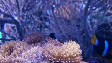 Akvaryum ve sakinleri. Balıklar su altında yüzer, akvaryumdaki bitkilere yakın çekim yaparlar. Rahatlama ve uyum videosu
