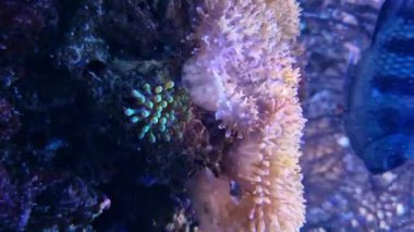 Akvaryum ve sakinleri. Balıklar su altında yüzer, akvaryumdaki bitkilere yakın çekim yaparlar. Rahatlama ve uyum videosu