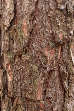 Çam kabuğu yakın plan. Doğal dokular. Ormandaki ağaç gövdesi. Doğal arka plan. Çam kabuğu dokusu