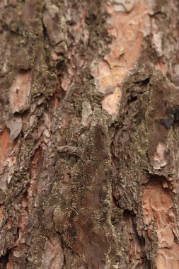 Çam kabuğu yakın plan. Doğal dokular. Ormandaki ağaç gövdesi. Doğal arka plan. Çam kabuğu dokusu