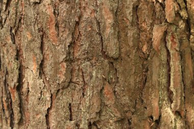 Çam kabuğu yakın plan. Doğal dokular. Ormandaki ağaç gövdesi. Doğal arka plan. Çam kabuğu dokusu