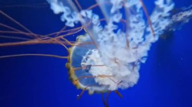 Kyiv, Ukrayna - 5 Eylül 2024: Akvaryumda yüzen bir denizanasının yakın çekimi. Pasifik deniz ısırganı. Chrysaora yaygaracıları. Medusa, Kuzeydoğu Pasifik Okyanusu 'nda yaşamaktadır. Oceanarium