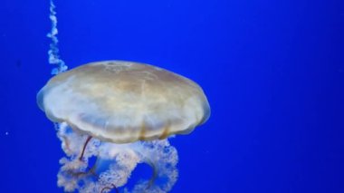 Kyiv, Ukrayna - 5 Eylül 2024: Akvaryumda yüzen bir denizanasının yakın çekimi. Pasifik deniz ısırganı. Chrysaora yaygaracıları. Medusa, Kuzeydoğu Pasifik Okyanusu 'nda yaşamaktadır. Oceanarium