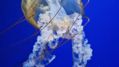 Kyiv, Ukrayna - 5 Eylül 2024: Akvaryumda yüzen bir denizanasının yakın çekimi. Pasifik deniz ısırganı. Chrysaora yaygaracıları. Medusa, Kuzeydoğu Pasifik Okyanusu 'nda yaşamaktadır. Oceanarium