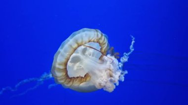 Kyiv, Ukrayna - 5 Eylül 2024: Akvaryumda yüzen bir denizanasının yakın çekimi. Pasifik deniz ısırganı. Chrysaora yaygaracıları. Medusa, Kuzeydoğu Pasifik Okyanusu 'nda yaşamaktadır. Oceanarium