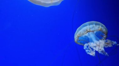 Kyiv, Ukrayna - 5 Eylül 2024: Akvaryumda yüzen bir denizanasının yakın çekimi. Pasifik deniz ısırganı. Chrysaora yaygaracıları. Medusa, Kuzeydoğu Pasifik Okyanusu 'nda yaşamaktadır. Oceanarium