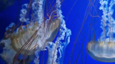Kyiv, Ukrayna - 5 Eylül 2024: Akvaryumda yüzen bir denizanasının yakın çekimi. Pasifik deniz ısırganı. Chrysaora yaygaracıları. Medusa, Kuzeydoğu Pasifik Okyanusu 'nda yaşamaktadır. Oceanarium