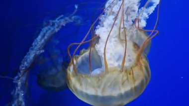 Kyiv, Ukrayna - 5 Eylül 2024: Akvaryumda yüzen bir denizanasının yakın çekimi. Pasifik deniz ısırganı. Chrysaora yaygaracıları. Medusa, Kuzeydoğu Pasifik Okyanusu 'nda yaşamaktadır. Oceanarium