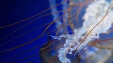 Kyiv, Ukrayna - 5 Eylül 2024: Akvaryumda yüzen bir denizanasının yakın çekimi. Pasifik deniz ısırganı. Chrysaora yaygaracıları. Medusa, Kuzeydoğu Pasifik Okyanusu 'nda yaşamaktadır. Oceanarium