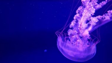 Kyiv, Ukrayna - 5 Eylül 2024: Akvaryumda yüzen bir denizanasının yakın çekimi. Güney Amerika deniz ısırganı. Chrysaora plocamia, Pelagiidae familyasından bir denizanası türü. Oceanarium. Medusa