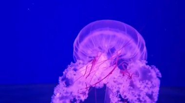 Kyiv, Ukrayna - 5 Eylül 2024: Akvaryumda yüzen bir denizanasının yakın çekimi. Güney Amerika deniz ısırganı. Chrysaora plocamia, Pelagiidae familyasından bir denizanası türü. Oceanarium. Medusa