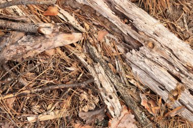 Kozalaklı bir ormanda zemin, tepeden tırnağa manzara. Orman zemininde çam kabuğu ve bitki örtüsü. Doğal arkaplan