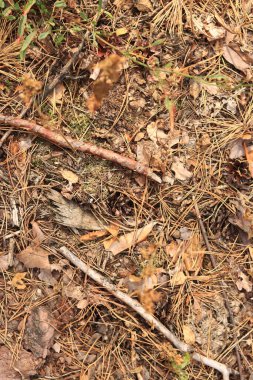 Kozalaklı bir ormanda zemin, tepeden tırnağa manzara. Orman zemininde çam kabuğu ve bitki örtüsü. Doğal arkaplan
