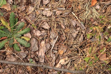Kozalaklı bir ormanda zemin, tepeden tırnağa manzara. Orman zemininde çam kabuğu ve bitki örtüsü. Doğal arkaplan