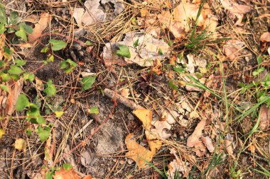 Kozalaklı bir ormanda zemin, tepeden tırnağa manzara. Orman zemininde çam kabuğu ve bitki örtüsü. Doğal arkaplan