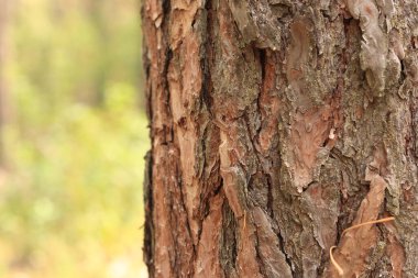 Çam ağacı, yakın plan kabuk. Doğal bir arka plan için ormandaki çam kabuklarının yakın plan çekimi. Doğa. Ayrıntılar. Bulanık arkaplanı olan çam ağacına odaklan