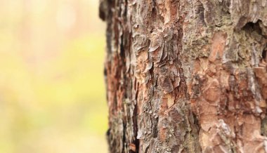 Çam ağacı, yakın plan kabuk. Doğal bir arka plan için ormandaki çam kabuklarının yakın plan çekimi. Doğa. Ayrıntılar. Bulanık arkaplanı olan çam ağacına odaklan