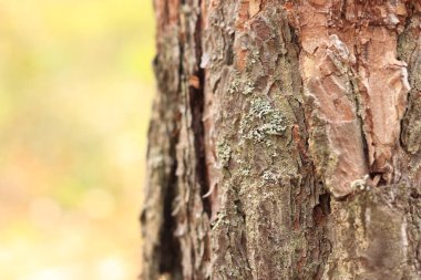 Çam ağacı, yakın plan kabuk. Doğal bir arka plan için ormandaki çam kabuklarının yakın plan çekimi. Doğa. Ayrıntılar. Bulanık arkaplanı olan çam ağacına odaklan