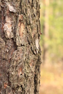 Çam ağacı, yakın plan kabuk. Doğal bir arka plan için ormandaki çam kabuklarının yakın plan çekimi. Doğa. Ayrıntılar. Bulanık arkaplanı olan çam ağacına odaklan