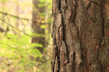 Çam ağacı, yakın plan kabuk. Doğal bir arka plan için ormandaki çam kabuklarının yakın plan çekimi. Doğa. Ayrıntılar. Bulanık arkaplanı olan çam ağacına odaklan