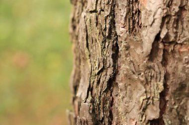 Çam ağacı, yakın plan kabuk. Doğal bir arka plan için ormandaki çam kabuklarının yakın plan çekimi. Doğa. Ayrıntılar. Bulanık arkaplanı olan çam ağacına odaklan