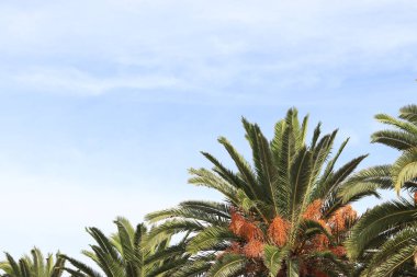 Gökte, altından yapılmış, sapsarı renkli hurmalar vardır. Bir hurma ağacının tepesinin güzel manzarası. Mavi gökyüzünde yapraklar var. Ağaçlar. Uzun hurma palmiyesi