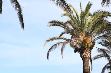 Gökte, altından yapılmış, sapsarı renkli hurmalar vardır. Bir hurma ağacının tepesinin güzel manzarası. Mavi gökyüzünde yapraklar var. Ağaçlar. Uzun hurma palmiyesi