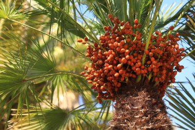 Meyveli cüce hayran palmiyesi. Güneşli bir günde hayran palmiyesine yakın çekim. Tropik egzotik ağaç, yakın plan. Meyveli palmiye dalı. Bitki arkaplanı. Chamaerops aşağılıyor