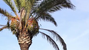 Gökte, altından yapılmış, sapsarı renkli hurmalar vardır. Bir hurma ağacının tepesinin güzel manzarası. Mavi gökyüzünde yapraklar var. Ağaçlar. Uzun hurma palmiyesi