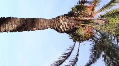 Gökte, altından yapılmış, sapsarı renkli hurmalar vardır. Bir hurma ağacının tepesinin güzel manzarası. Mavi gökyüzünde yapraklar var. Ağaçlar. Uzun hurma palmiyesi