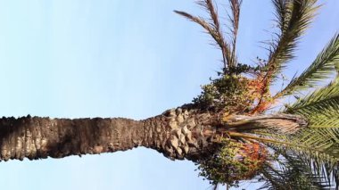 Gökte, altından yapılmış, sapsarı renkli hurmalar vardır. Bir hurma ağacının tepesinin güzel manzarası. Mavi gökyüzünde yapraklar var. Ağaçlar. Uzun hurma palmiyesi