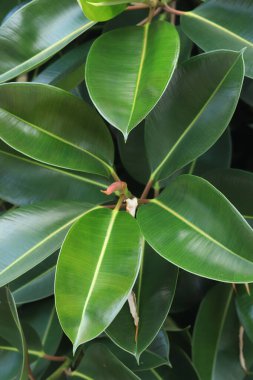 Ficus, yakın plan bırak. Ağaçtaki yeşil incir yapraklarına yakın çekim. Ficus elastica yaprakları yakın plan, kauçuk ağaç. Yeşil büyük yapraklı doğal arkaplan