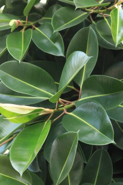 Ficus, yakın plan bırak. Ağaçtaki yeşil incir yapraklarına yakın çekim. Ficus elastica yaprakları yakın plan, kauçuk ağaç. Yeşil büyük yapraklı doğal arkaplan