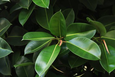 Ficus, yakın plan bırak. Ağaçtaki yeşil incir yapraklarına yakın çekim. Ficus elastica yaprakları yakın plan, kauçuk ağaç. Yeşil büyük yapraklı doğal arkaplan