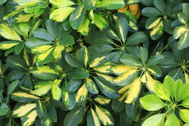 Schefflera Arboricola Janine bitkileri veya Şemsiye Ağacı. Bitki arkaplanı. Egzotik sarı-yeşil yapraklar. Değişik benekli yapraklar. Doğa geçmişi. Cüce şemsiyeli ağaç bitkisine yakın.