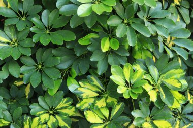 Schefflera Arboricola Janine bitkileri veya Şemsiye Ağacı. Bitki arkaplanı. Egzotik sarı-yeşil yapraklar. Değişik benekli yapraklar. Doğa geçmişi. Cüce şemsiyeli ağaç bitkisine yakın.