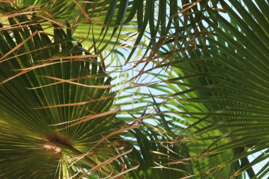 Gökyüzüne karşı yeşil palmiye yaprakları, aşağıdan yukarıya doğru görüş. Doğa geçmişi. Palmiye yaprakları arkaplan, duvar kağıdı
